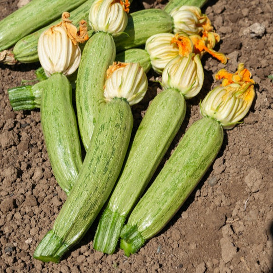 Courgette 'Profusion' - Bakker