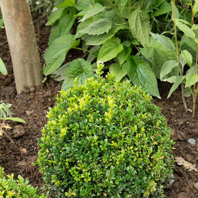 Buxus sempervirens - Buxus bolvorm - Buxus