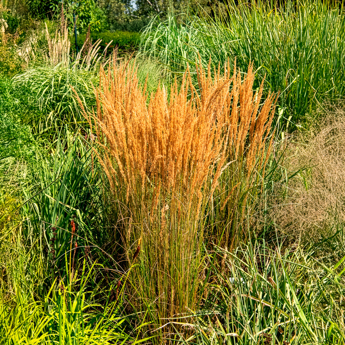 Verkoop Bont struisriet 'Overdam' - Calamagrostis acutiflora overdam