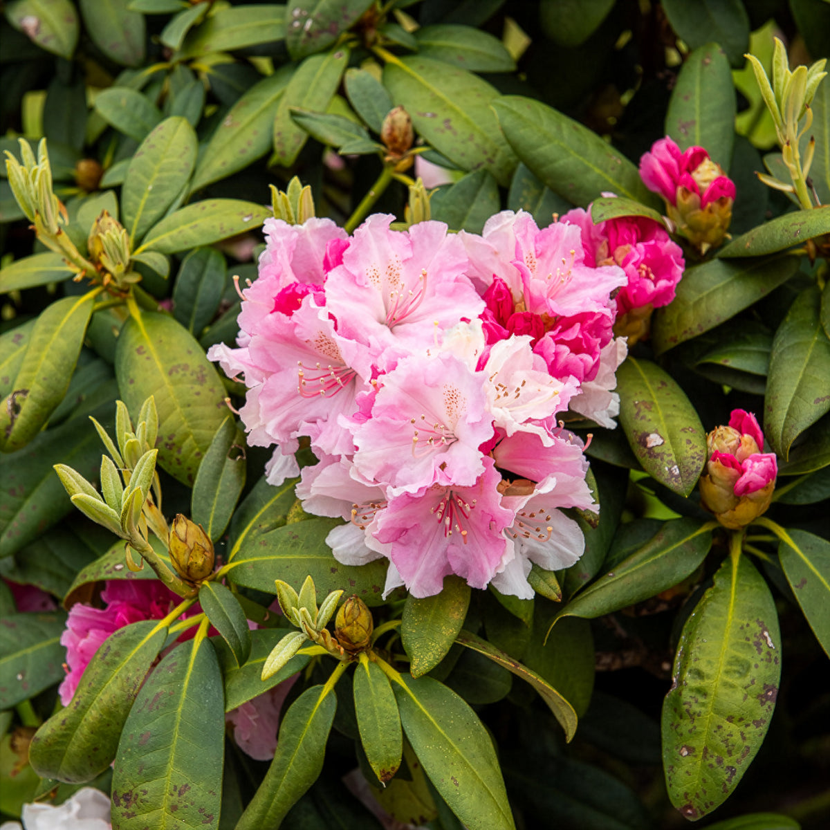 Rhododendron 'Nova Zembla' - Rhododendron yakushimanum Doc - Bakker