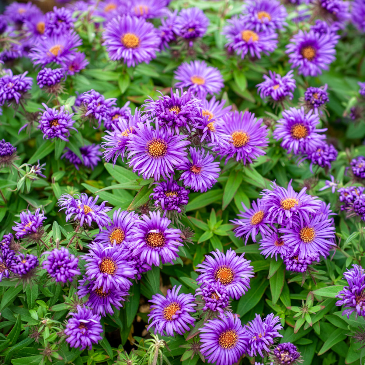 HerfstAster 'Purple Dome'