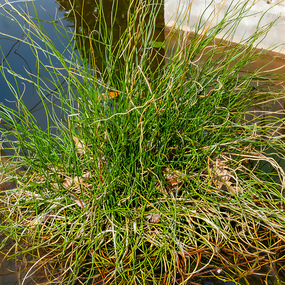 Spiralis bies - Juncus effusus spiralis - Bakker