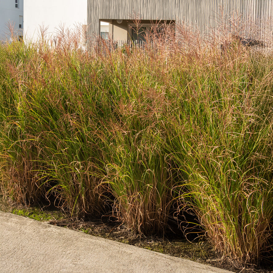 Verkoop Prachtriet 'Gracillimus' - Miscanthus - Chinees riet
