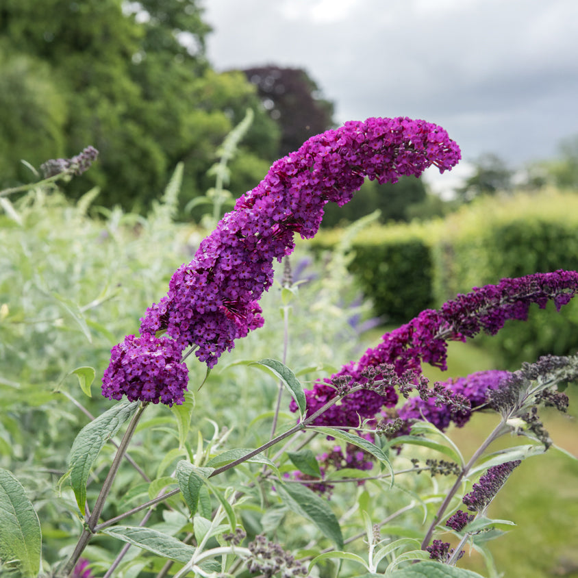 Vlinderstruik Empire Blue - Buddleja kopen? Snelle levering en scherpe prijzen bij