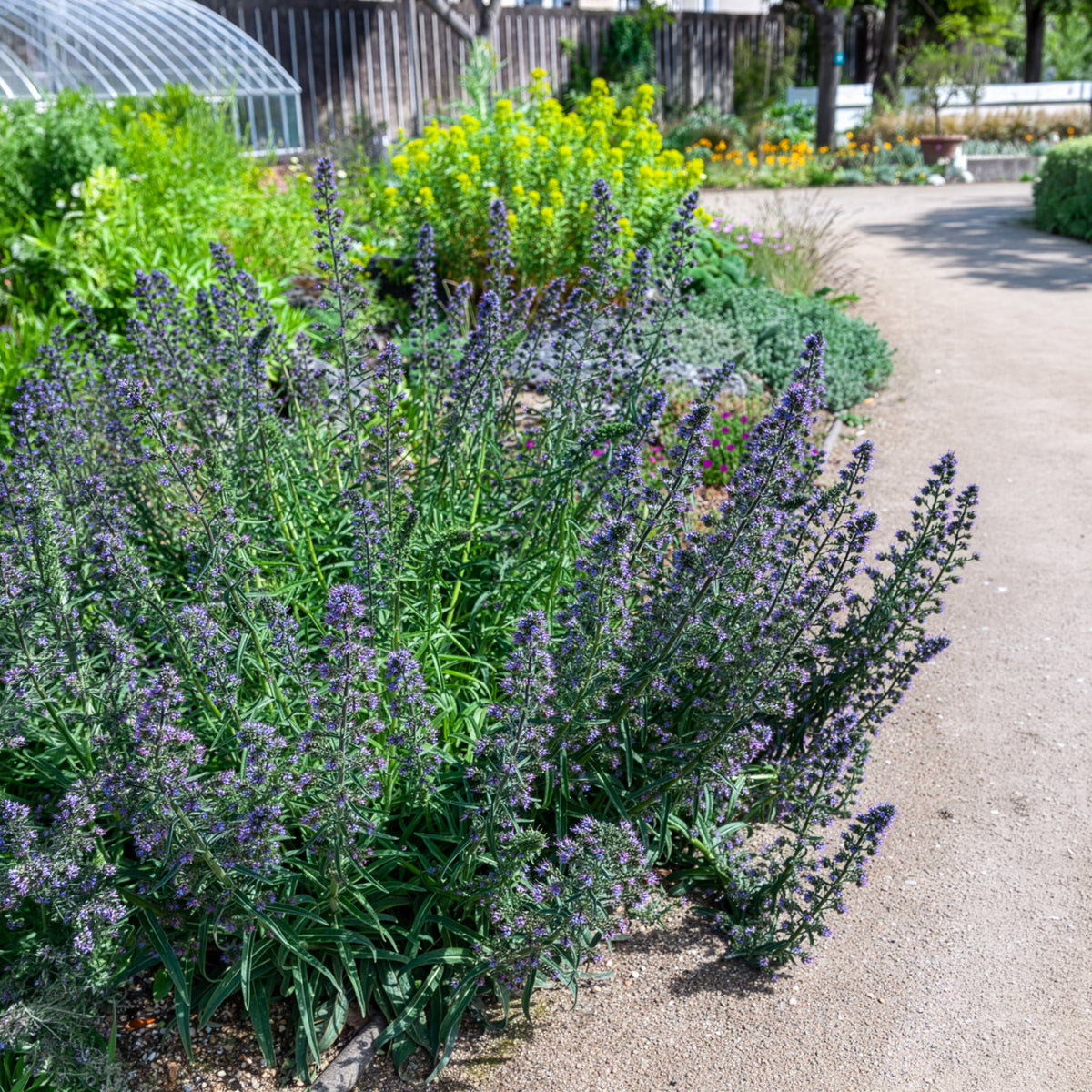 Slangenkruid - Echium vulgare - Bakker