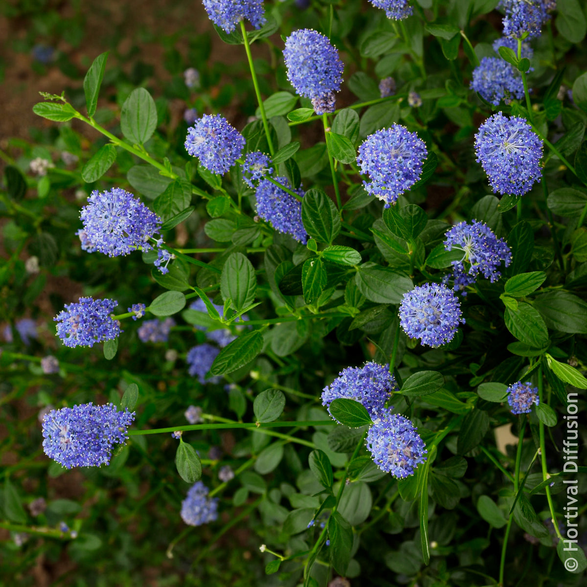 Amerikaanse - Ceanothus Skylark / Amerikaanse sering - Ceanothus thyrsiflorus Skylark