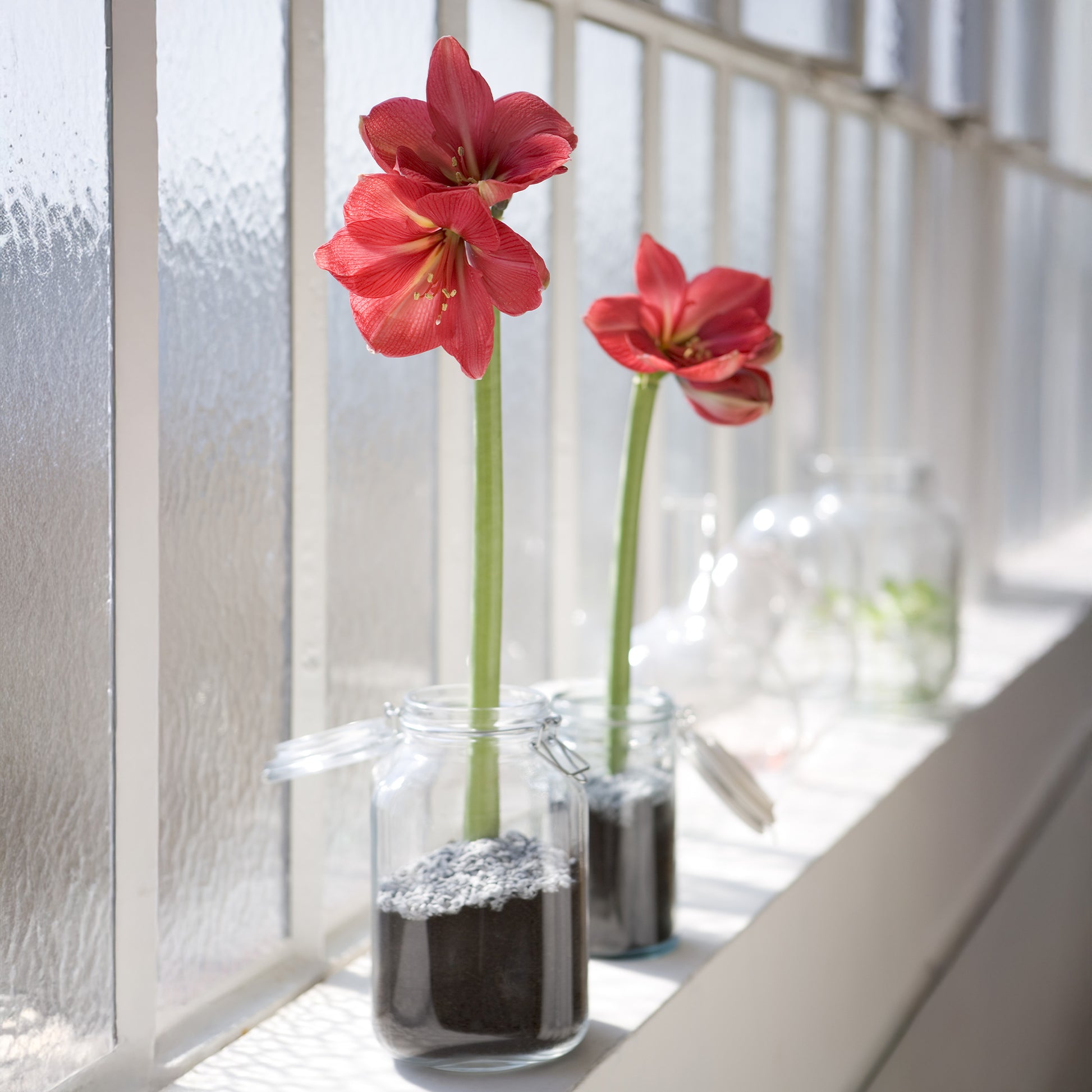 Wax Amaryllis  Gloss X Mas Red - Amaryllis Gloss X Mas Red - Bakker