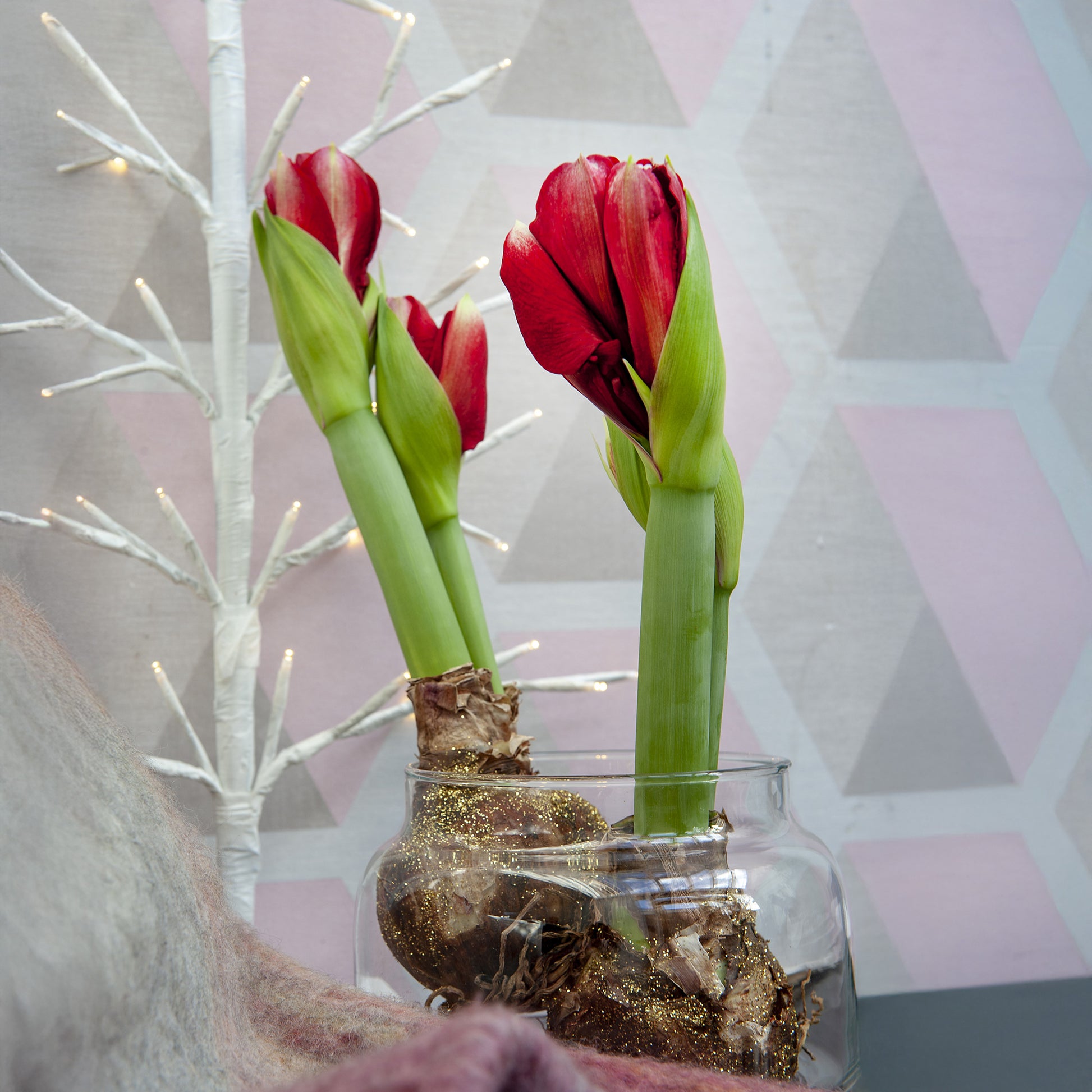 Wax Amaryllis  Magic Rosé Gold - Amaryllis  Magic Rosé Gold - Bakker