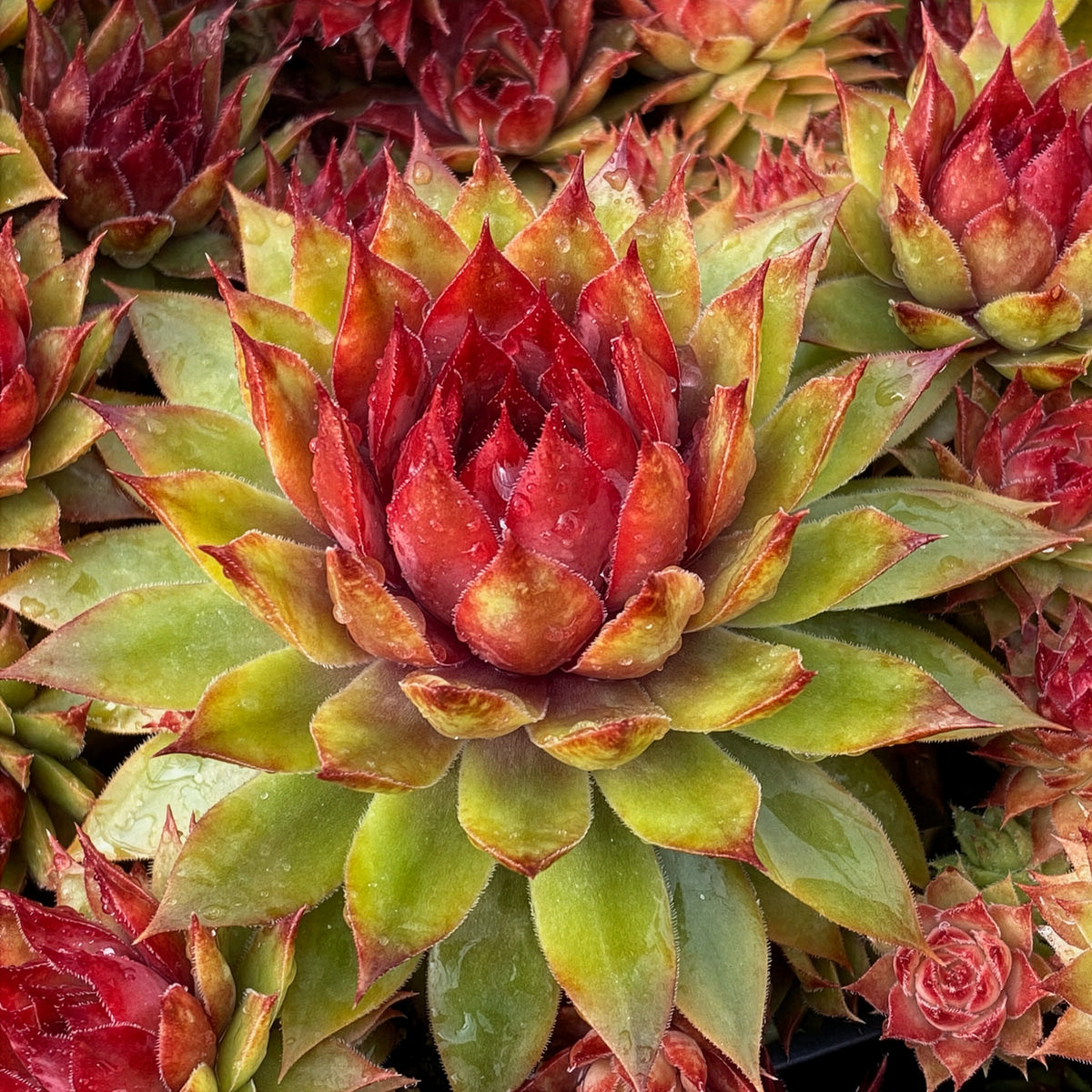 Huislook Chick Charms ® Pineapple Paradise - Sempervivum Chick Charms® Pineapple Paradise - Bakker