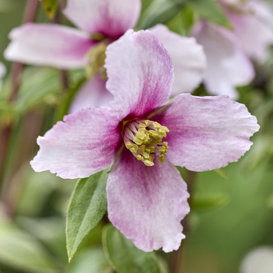 Boerenjasmijn Petite Perfume Pink ® - Bakker