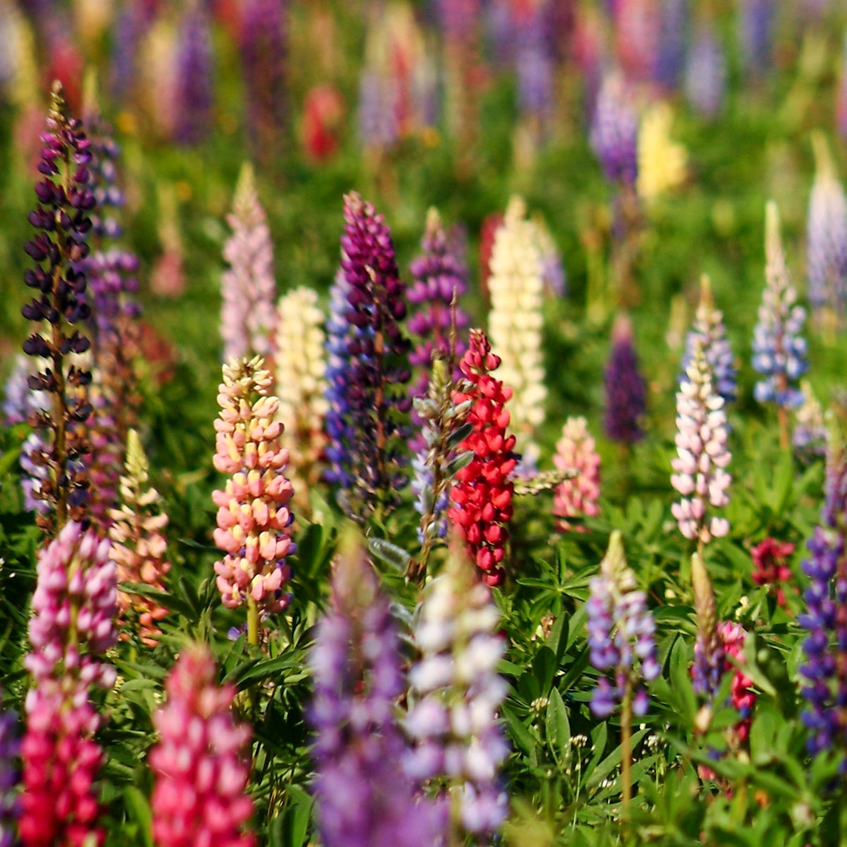 Lupine 'Russell' - Bakker