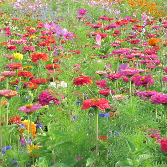 Plukbloemen Mix - Bakker