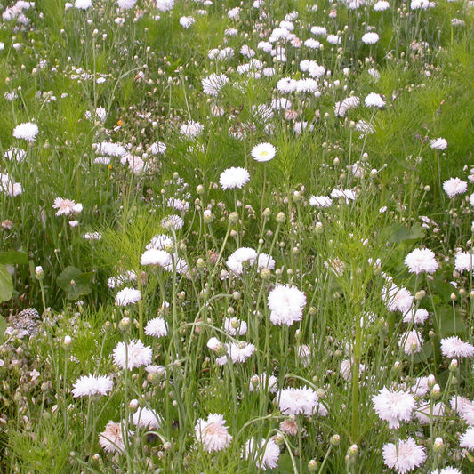 Crèmekleurige bloemenmix - Bakker