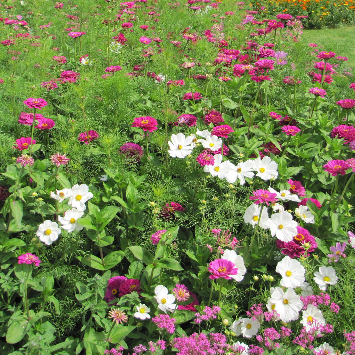 Zomerse bloemenmix - Bakker