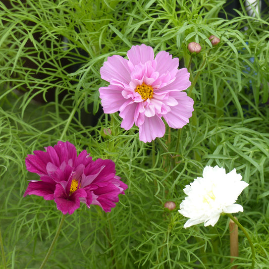 Collectie 3x dubbele cosmos - Bakker