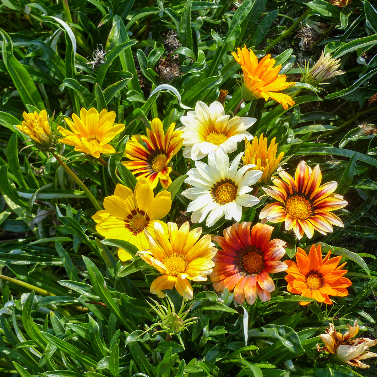 Middaggoud Sunshine Hybrids - Bakker