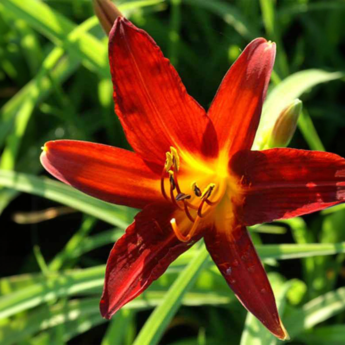 Daglelie 'Sammy Russell' - Hemerocallis sammy russell - Bakker