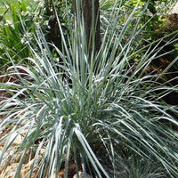 Zandhaver - Elymus magellanicus (agropyron) - Tuinplanten