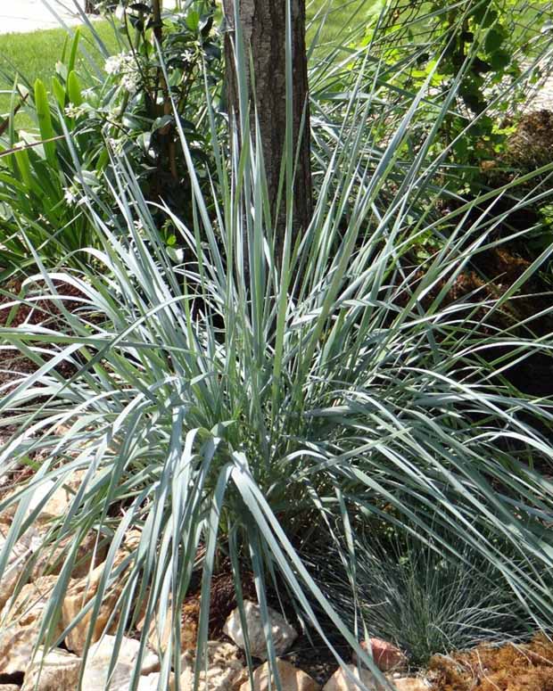 Zandhaver - Elymus magellanicus (agropyron) - Tuinplanten