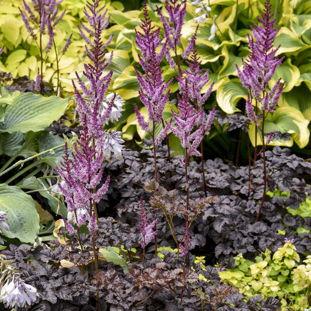 Astilbe chinensis Dark Side of the Moon ® - Astilbe Darkside Of The Moon® - Astilbe - Pluimspirea