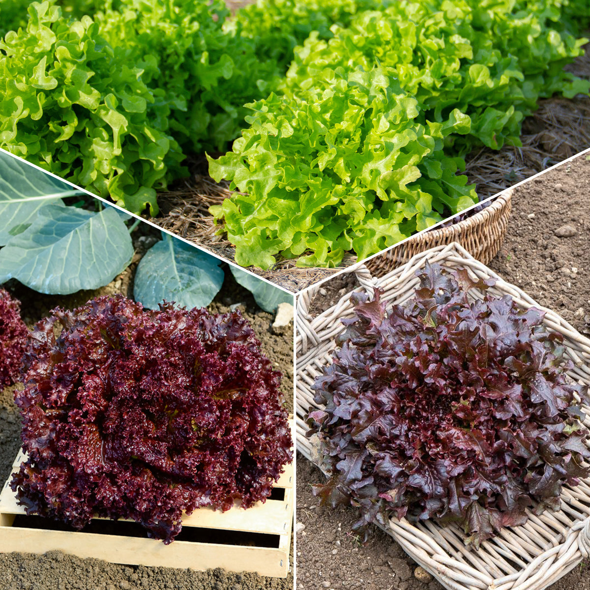 Sla Mix 'Eikenblad' + 'Lollo Rosso' + Rode sla' - Bakker