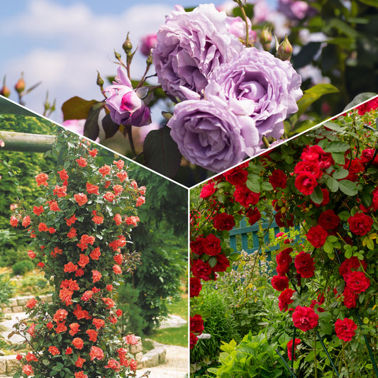 Klimroos Mix 'Métanoïa' + 'Musimara' + 'Indigo' (x3) - Bakker