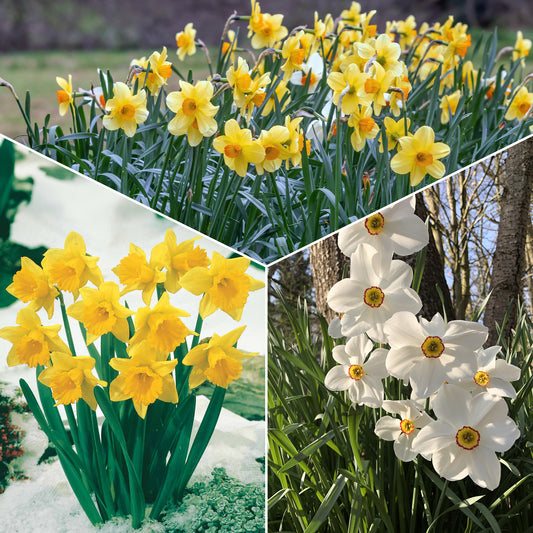 Maanden Narcissen collectie (x30) - Bakker