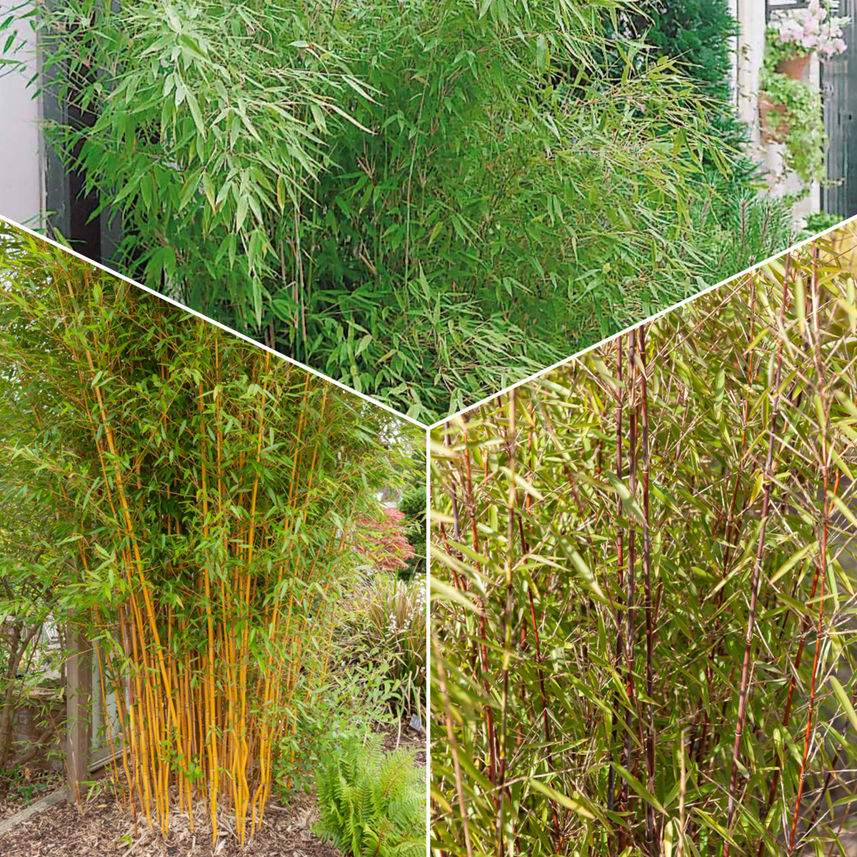 Bamboe Collectie: groen, geel, rood (x3) - Bakker
