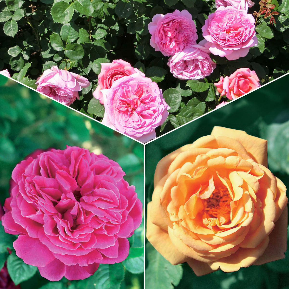 Collectie Engelse rozen (Fish Ausgreen,Charlie,Her's Ausgreen) (x3) - Bakker