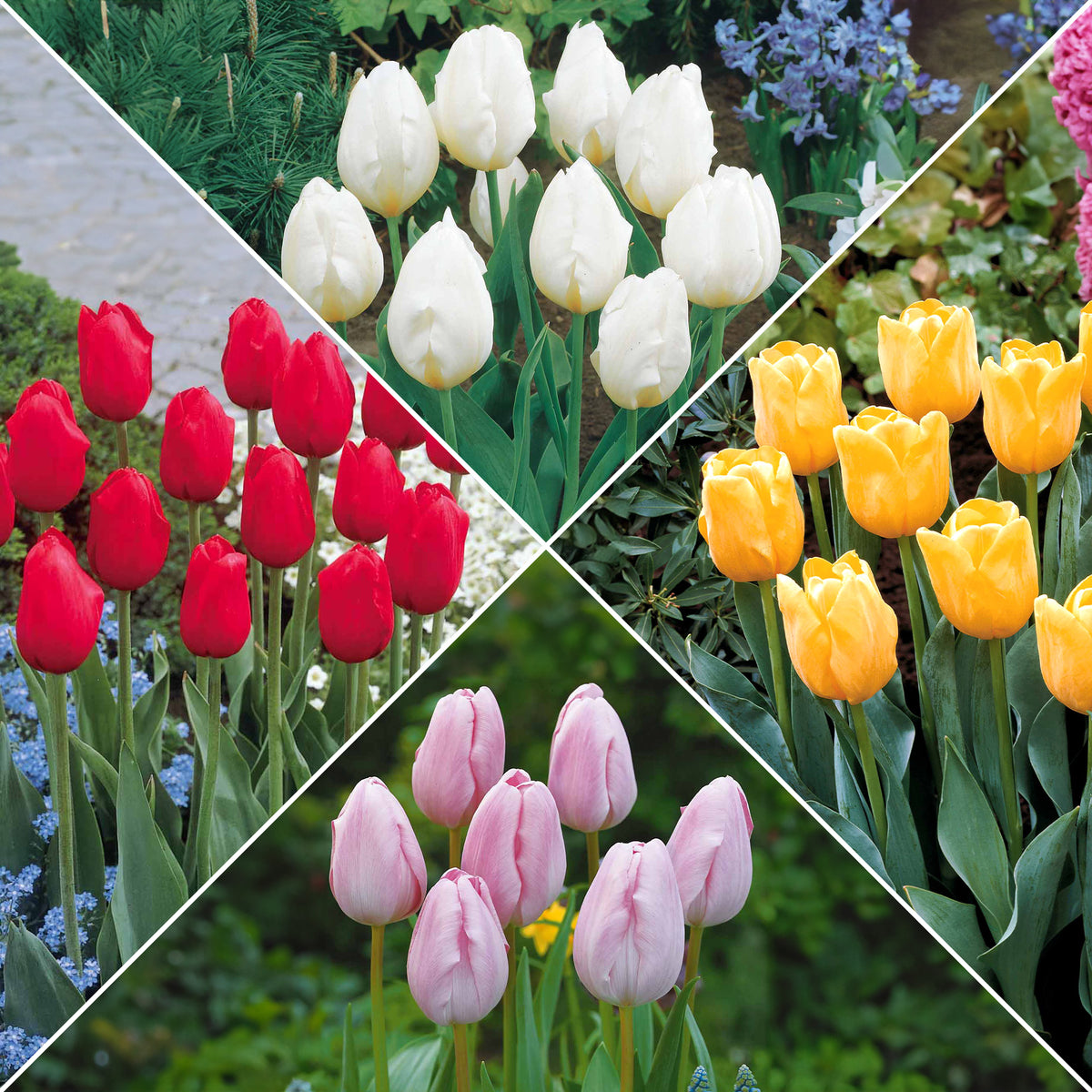 Collectie Langstelige tulpen (x20) - Bakker