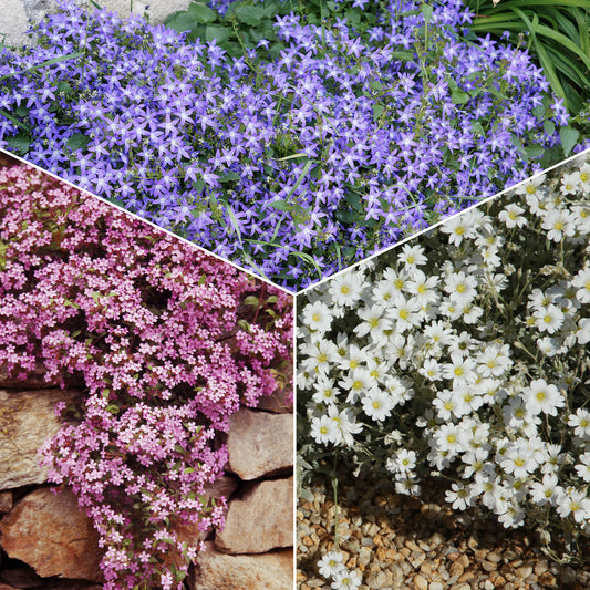 Collectie kruipende en bodembedekkende vaste planten (x13) - Saponaria ocymoïdes, Cerastium tomentosum, Campanula poscharskyana