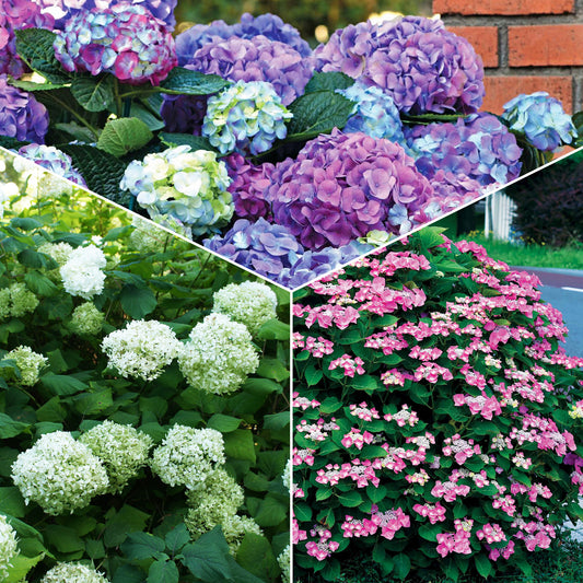 Verzameling hortensia's voor perken en hagen (x3) - Bakker