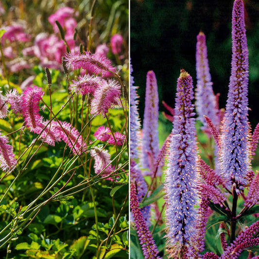 Pimpernel + Virginische ereprijs Mix - Bakker