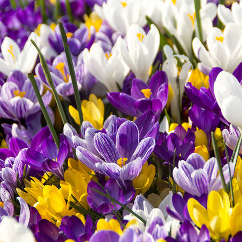 Bloembollen Running Wild mix (x100) - Narcissus, Tulipa, Crocus, Allium, Muscari, Anemone, Galanthus - Bakker