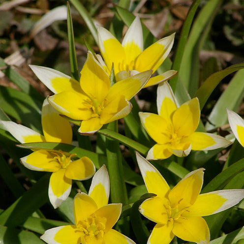 Verkoop Bloembollen Running Wild mix (x100) - Narcissus, Tulipa, Crocus, Allium, Muscari, Anemone, Galanthus