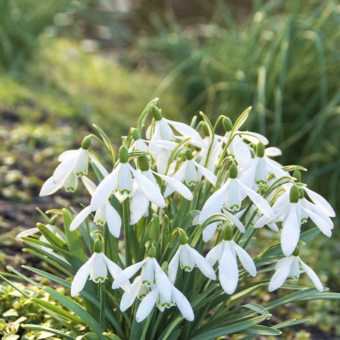 Verkoop Bloembollen Vlinder Voedsel mix (x70) - Eranthis, Galanthus, Leucojum, Muscari, Fritillaria, Tulipa, Allium