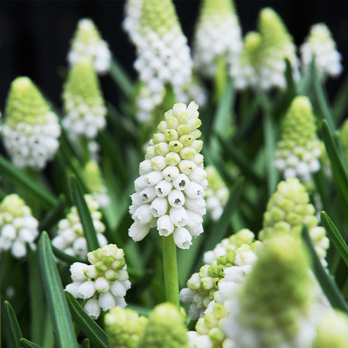 Bloembollen Vlinder Voedsel mix (x70) - Bloembollenpaketten - Bakker