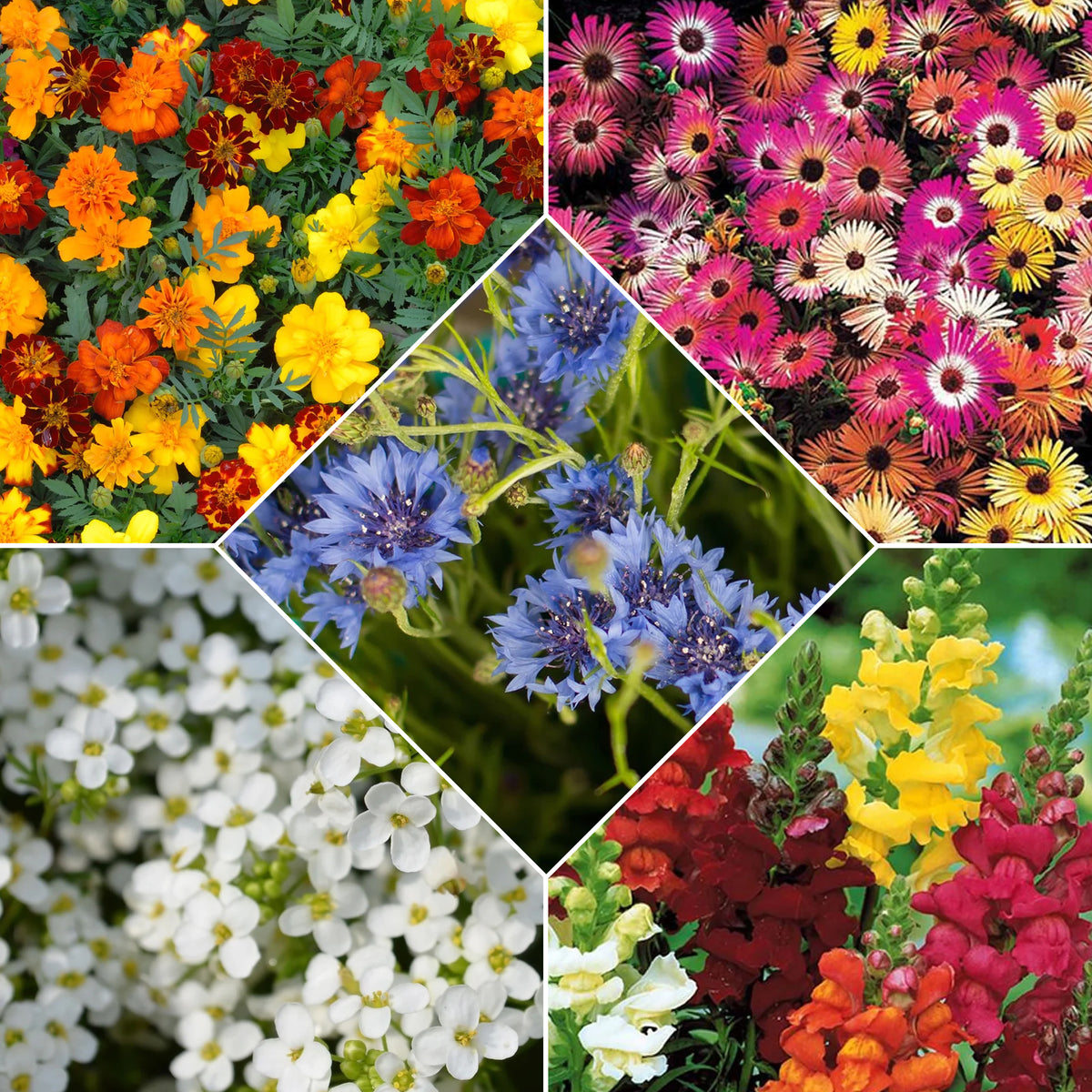 Verkoop Zaailint en zaadmatten - Zaadmat 'Zomerbloeiers' (x5)