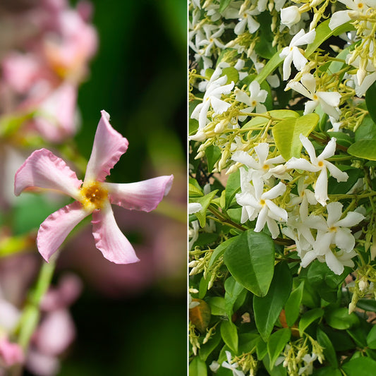 Toscaanse jasmijn - roze + wit (x2) - Bakker