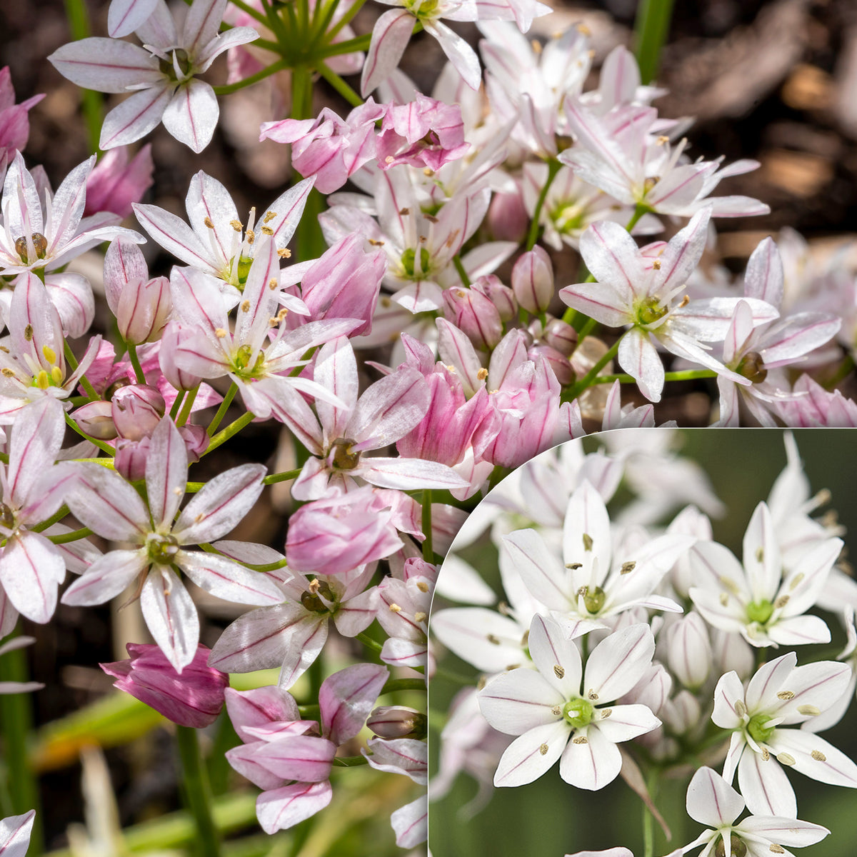 Allium Caméléon (x25) - Bakker