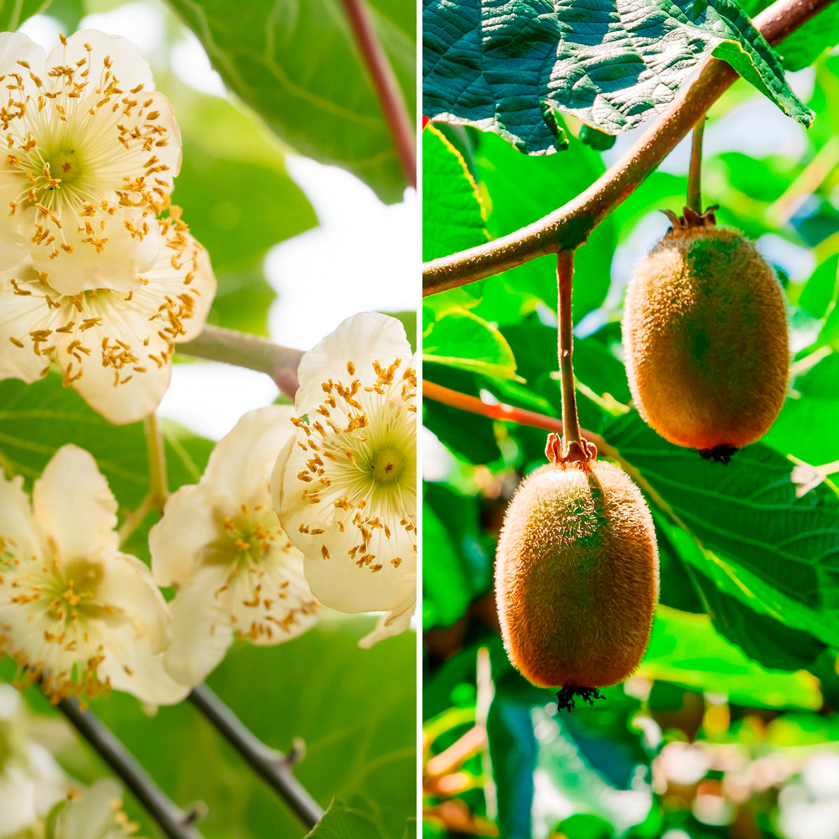 Duoset Hayward en mannelijke Kiwi's