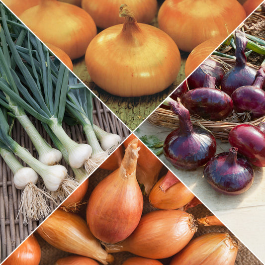 Uien Mix 'Hâtif Paris', 'Vertus', 'Brunswick', 'Zebrune' - Bakker