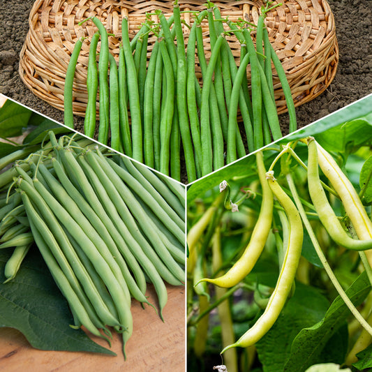 Sperziebonen Mix - Bakker