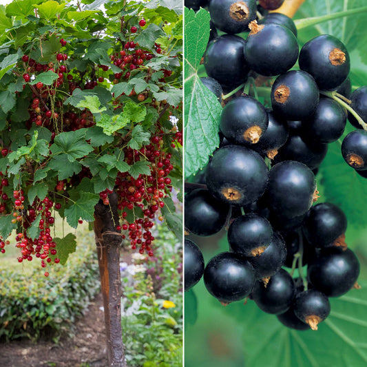 Collectie  bessen- en zwarte bessenstruiken op stam (x2) - Bakker