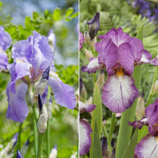 Baardiris Mix - Bakker