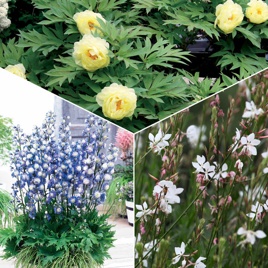 Vaste planten Mix pastelkleuren - Bakker