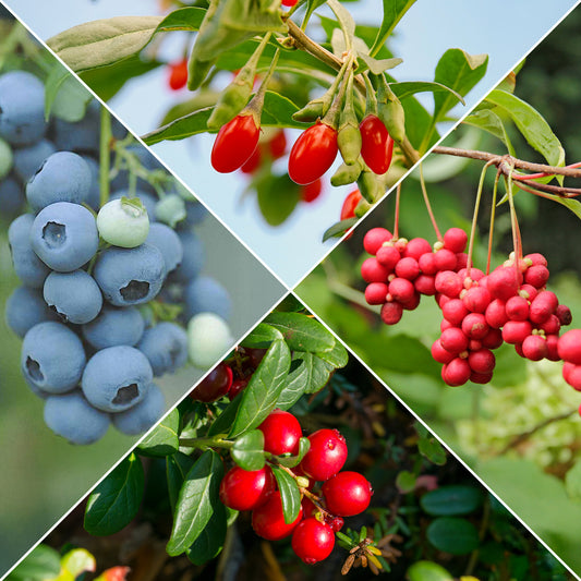 Fruitstruik Mix 'Bomvol Vitamine' - Bakker