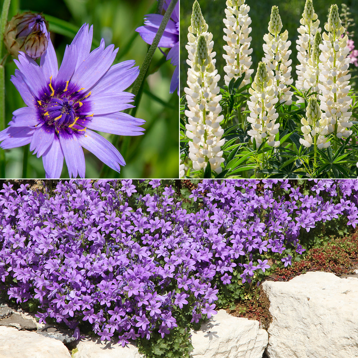 Vaste planten Mix Blauw & Wit - Bakker