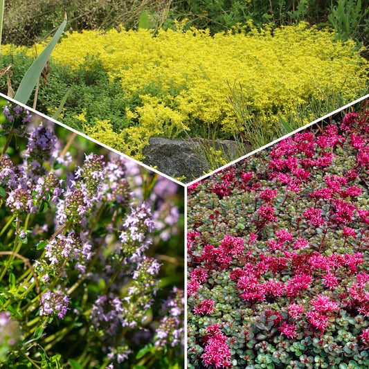 3 bodembedekkende vaste planten - Bakker