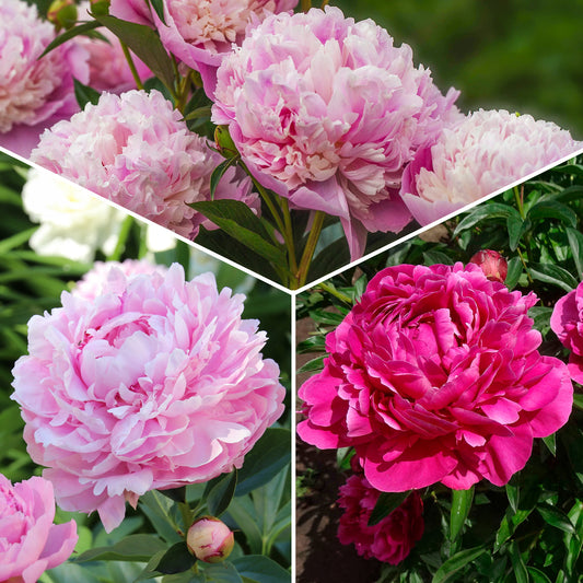 Trio roze en rode pioenen - Bakker